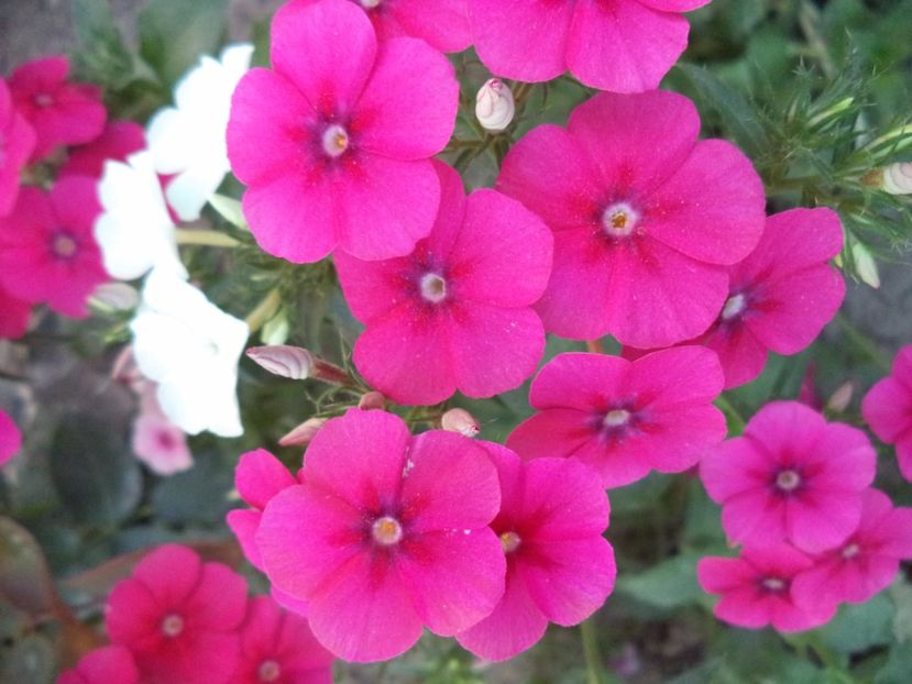  - PHLOX PITIC