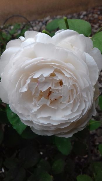  - Trandafiri-1 anul 2017