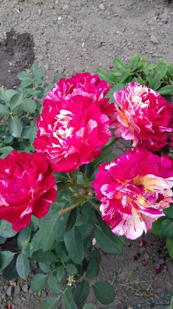  - Trandafiri-1 anul 2017