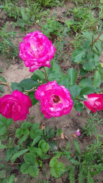  - Trandafiri-1 anul 2017