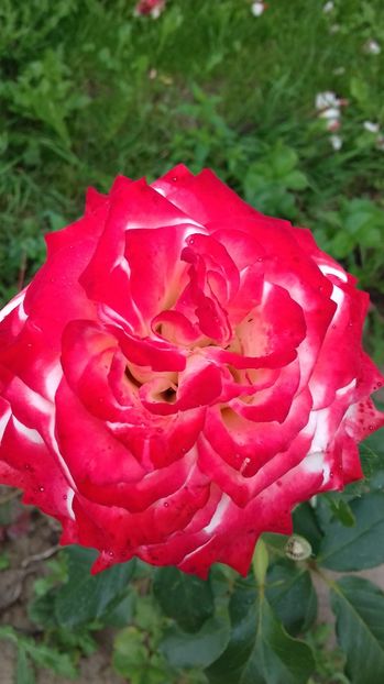  - Trandafiri-1 anul 2017