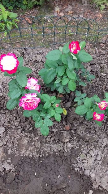  - Trandafiri-1 anul 2017