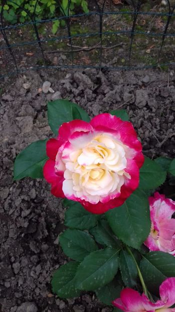  - Trandafiri-1 anul 2017