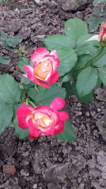  - Trandafiri-1 anul 2017