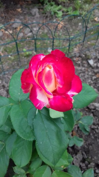  - Trandafiri-1 anul 2017