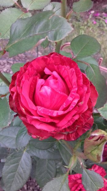  - Trandafiri-1 anul 2017