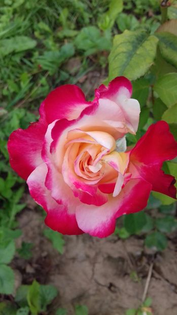  - Trandafiri-1 anul 2017