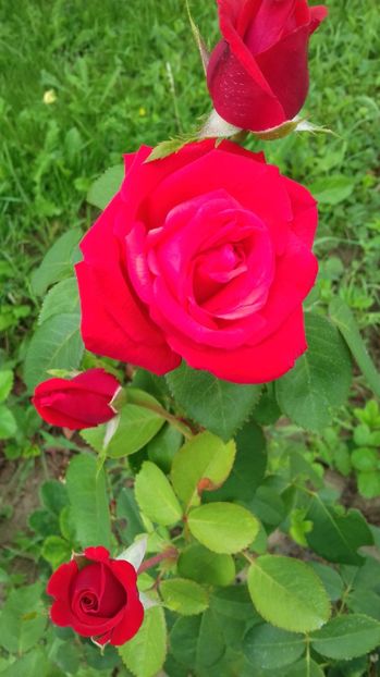  - Trandafiri-1 anul 2017