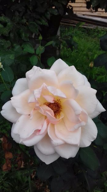  - Trandafiri-1 anul 2017