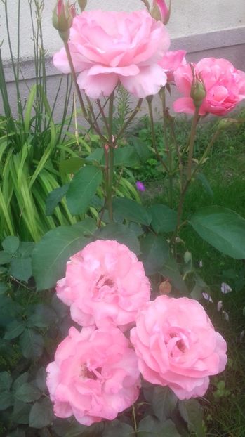  - Trandafiri-1 anul 2017