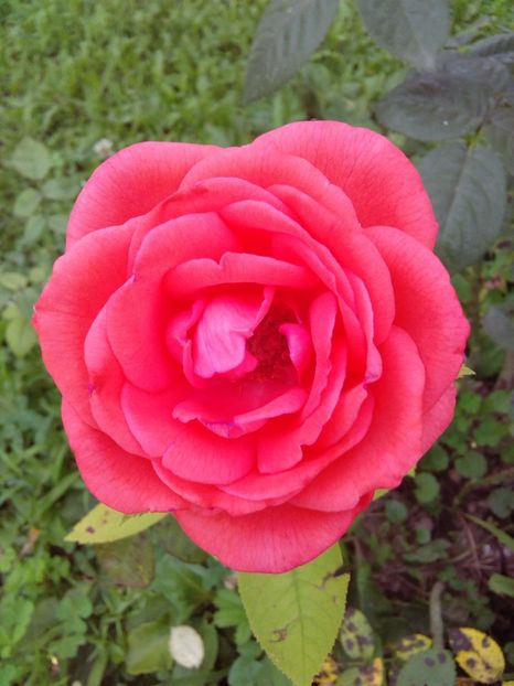  - TRANDAFIRI 2017_2018