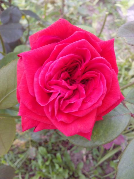  - TRANDAFIRI 2017_2018