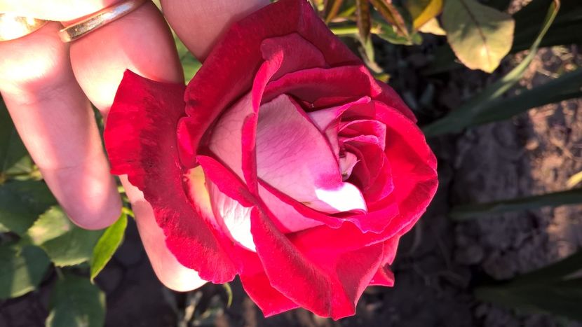 Osiria - de prin curte