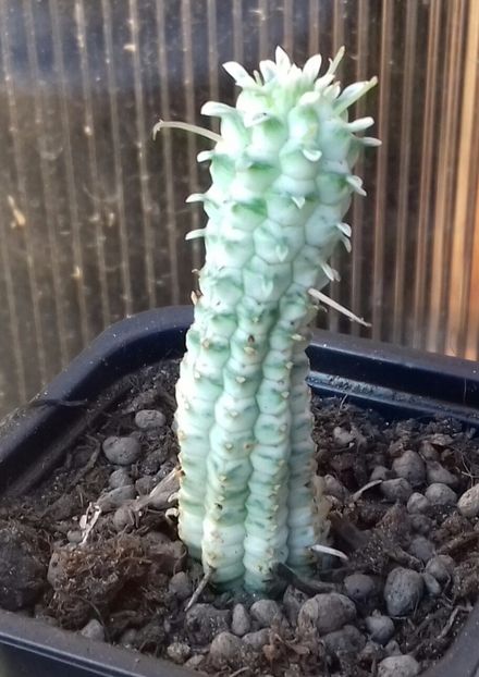 Euphorbia mammillaris f. variegata - Euphorbia