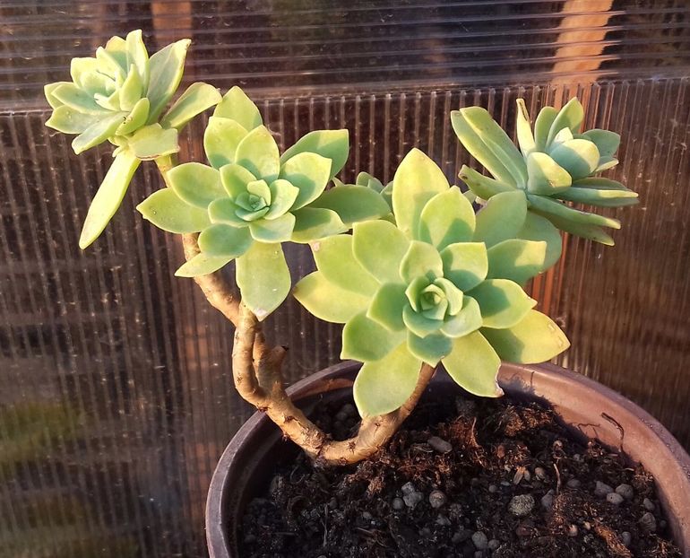 Sedum palmeri - Sedum