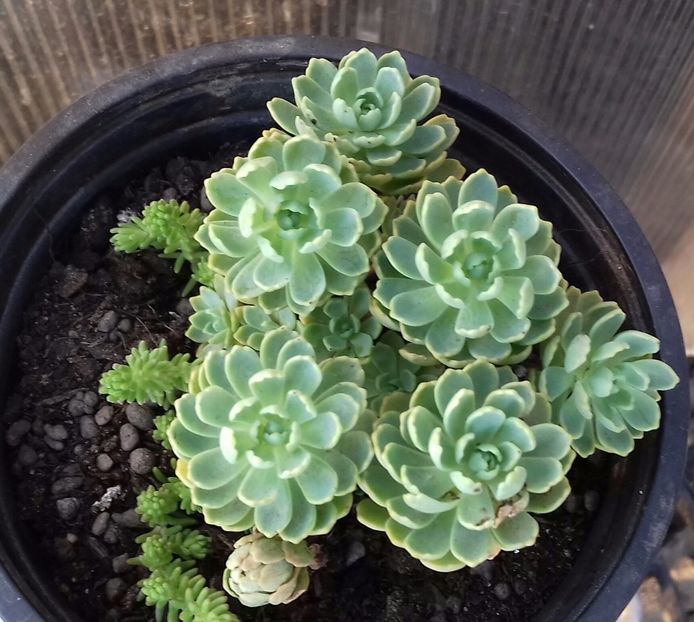 Sedum pachyclados - Sedum