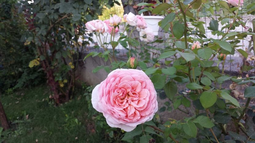 IMG-20170722-WA0013 - Abraham Darby
