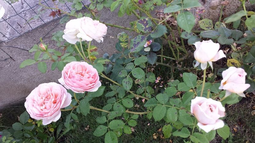  - Abraham Darby