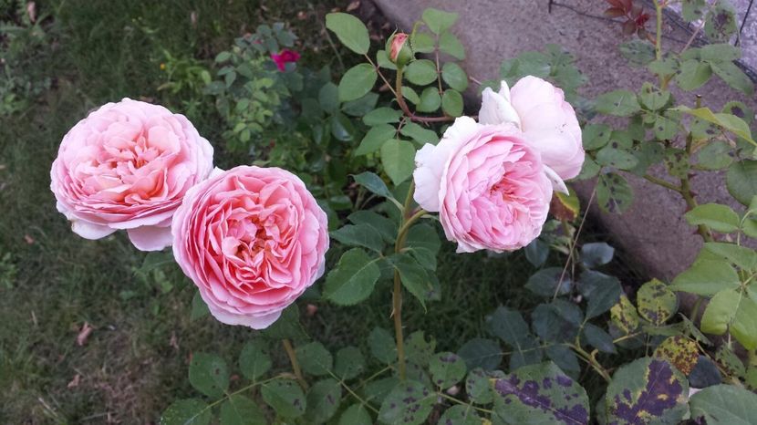  - Abraham Darby