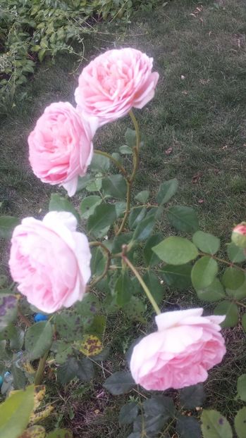  - Abraham Darby