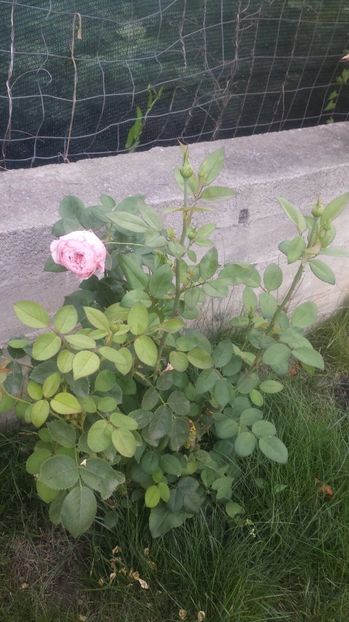  - Alnwick castle rose