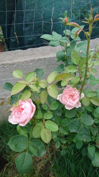  - Alnwick castle rose