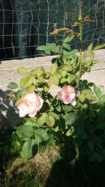  - Alnwick castle rose