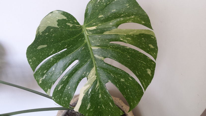 Monstera deliciosa variegata Thai Constellation - Philodendron