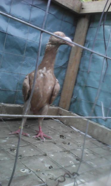  - MATCA 2017