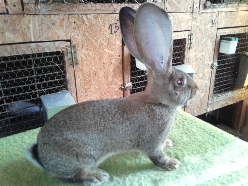 4 luni si 18 zile - M 18 - productie proprie