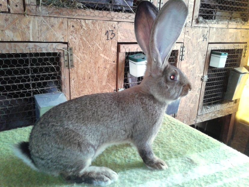 4 luni si 18 zile - M 18 - productie proprie