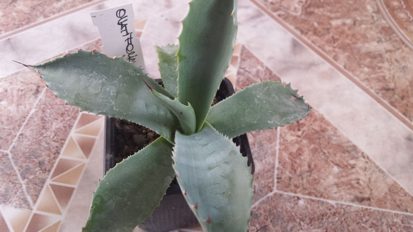 Agave Ovatifolia - Agave Ovatifolia