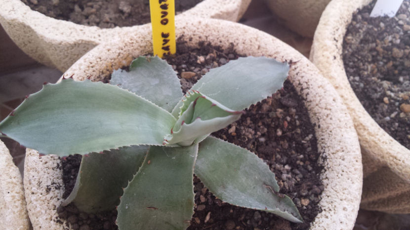 Agave Ovatifolia 2 - Agave Ovatifolia