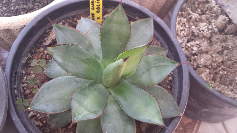 Agave guadalajarana x colimana - Agave Guadalajarana