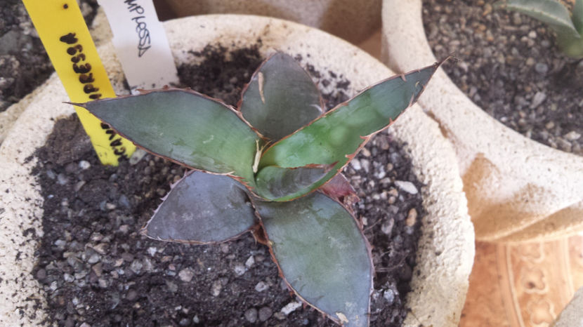 Agave Impressa - Agave Impressa