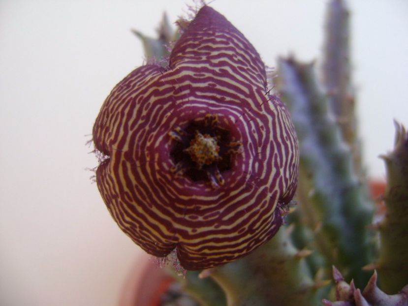Stapelia hb. comparabilis - Stapeliade 2017
