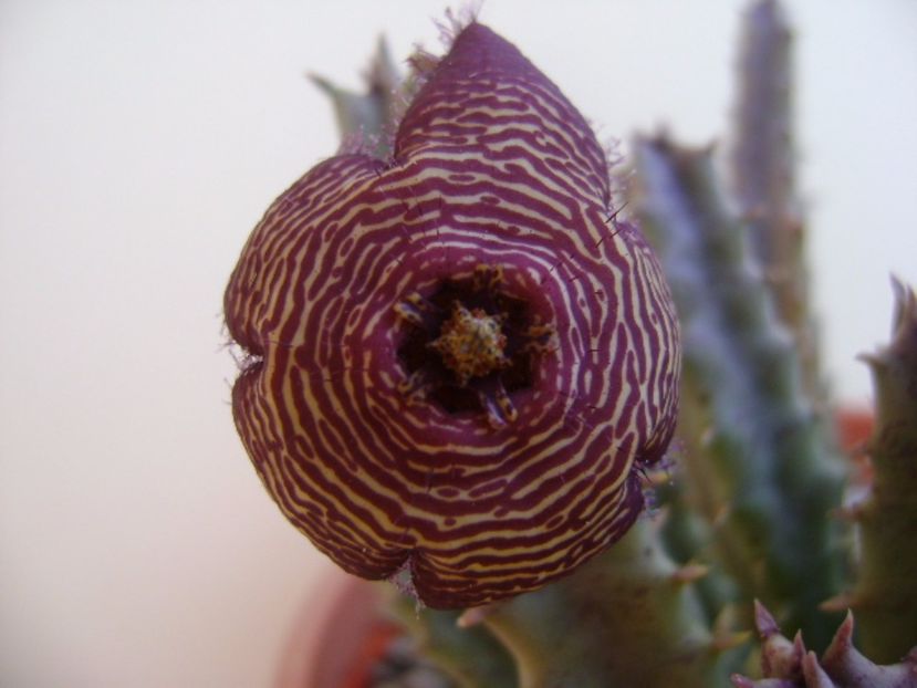 Stapelia hb. comparabilis - Stapeliade 2017