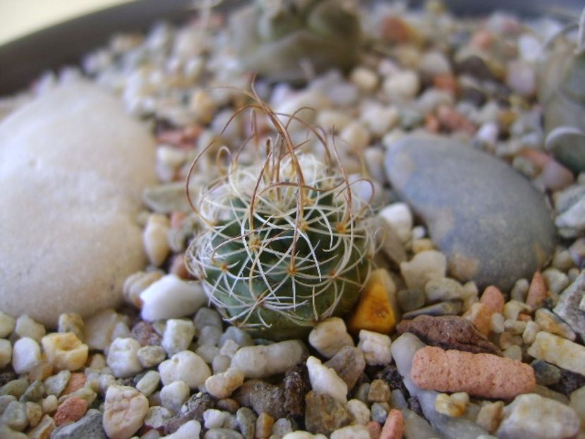 Turbinicarpus graminispinus - Cactusi 2017 bis bis