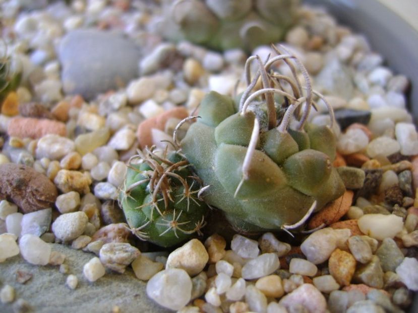 Turbinicarpus klinkerianus - Cactusi 2017 bis bis