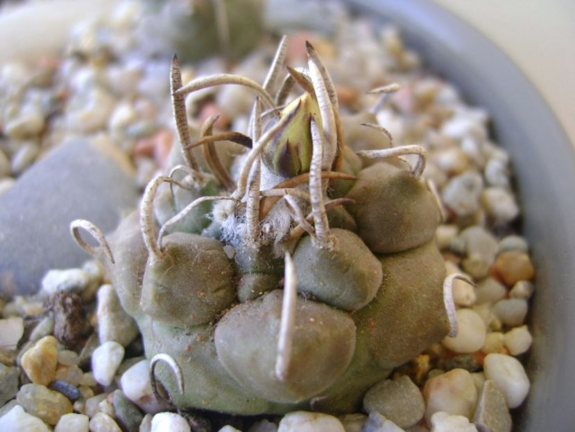 Turbinicarpus macrochele - Cactusi 2017 bis bis