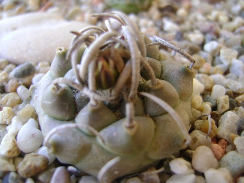 Turbinicarpus schwarzii v. rubriflorus - Cactusi 2017 bis bis