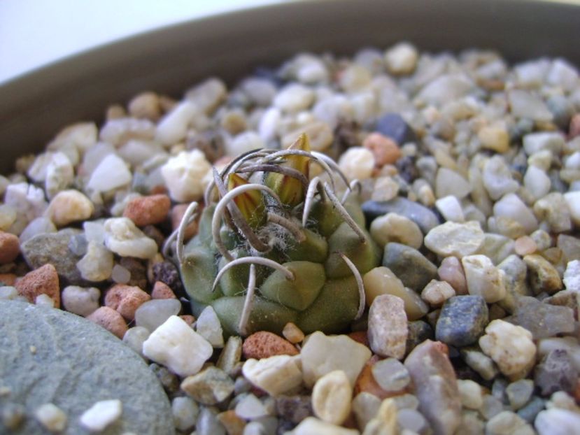 Turbinicarpus pachystele - Cactusi 2017 bis bis