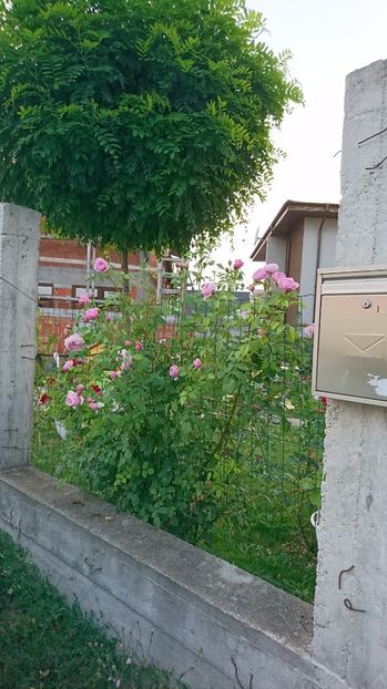  - Gradina Iulie 2017