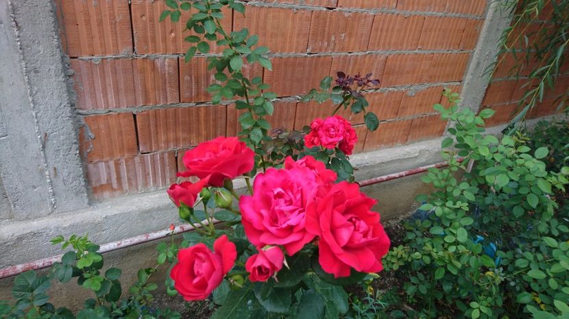  - Gradina Iulie 2017