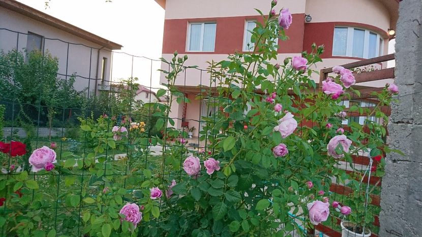  - Gradina Iulie 2017