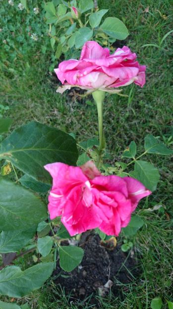  - Gradina Iulie 2017