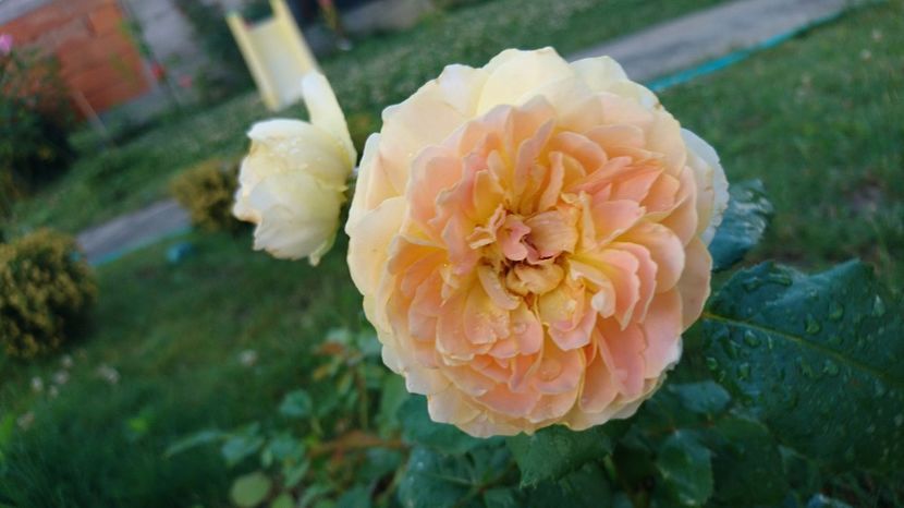  - Gradina Iulie 2017