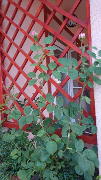  - Gradina Iulie 2017