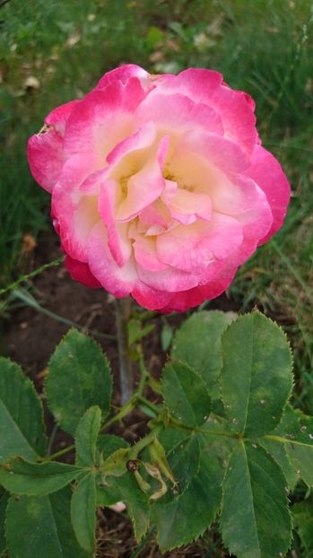  - Gradina Iulie 2017