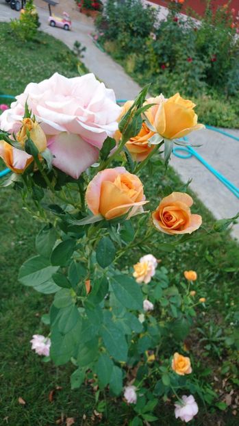  - Gradina Iulie 2017